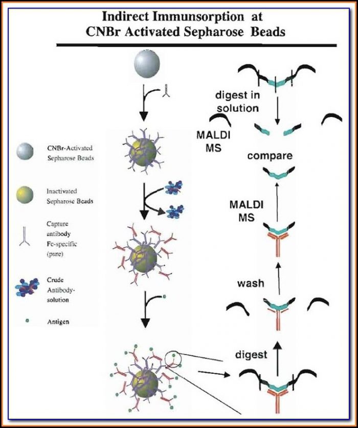 Antibody Epitope Mapping Service Antibody Epitope Mapping Service
