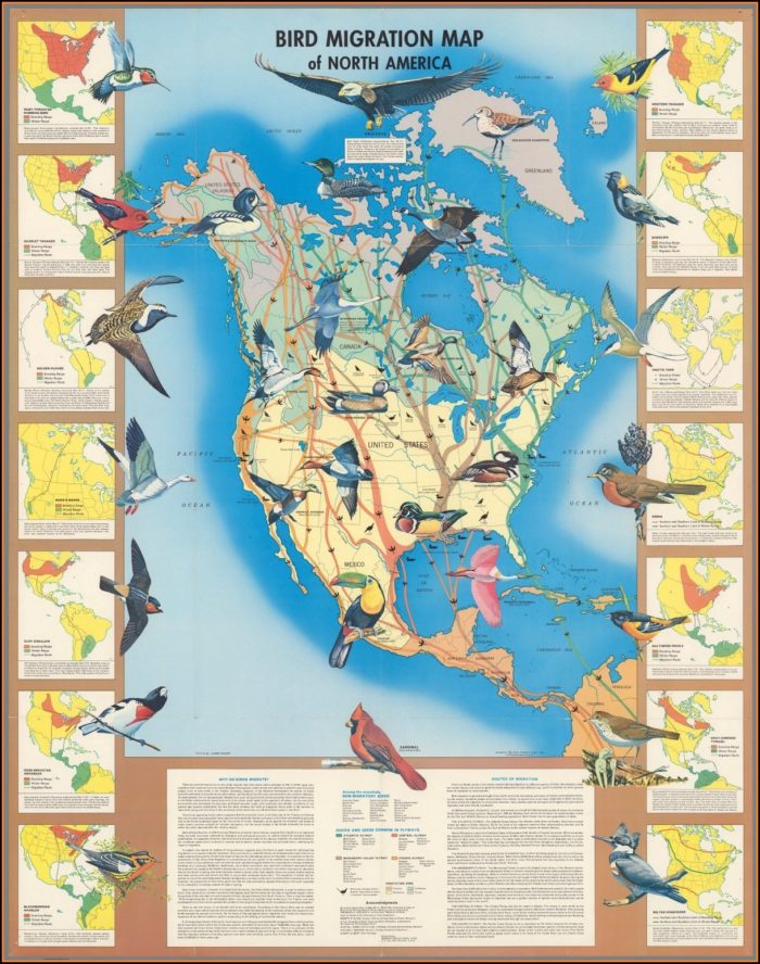 Bird Migration Map North America Bird Migration Map North America